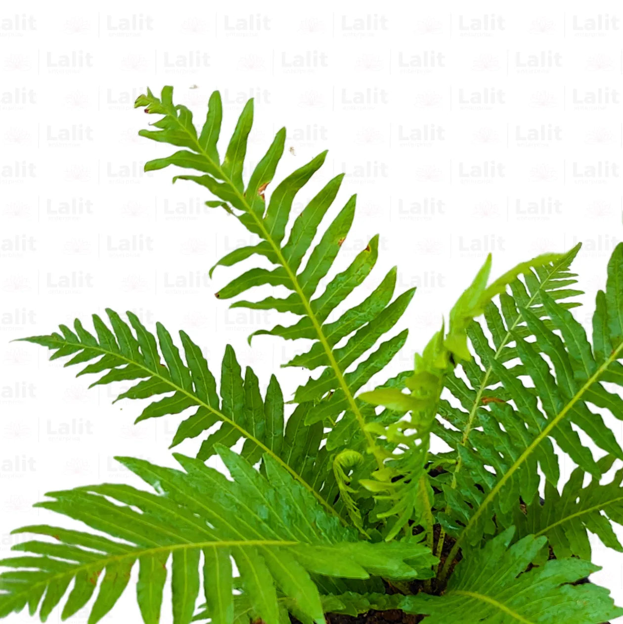 Buy Tree Fern (Cyatheales Fern) - Plant Online at Lalitenterprise