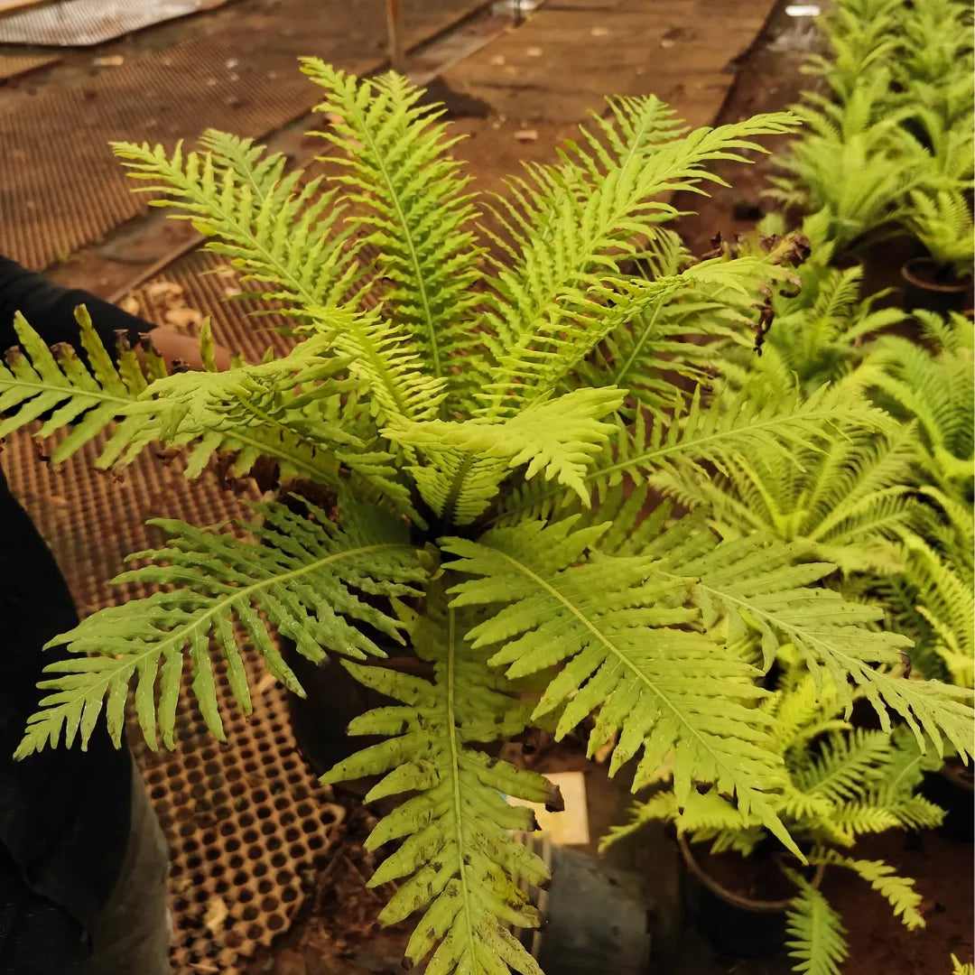 Buy Tree Fern (Cyatheales Fern) - Plant Online at Lalitenterprise