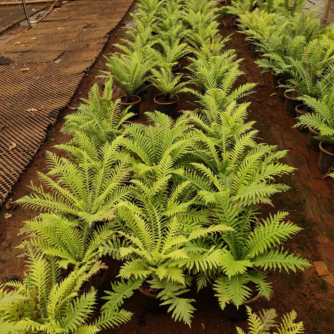 Buy Tree Fern (Cyatheales Fern) - Plant Online at Lalitenterprise
