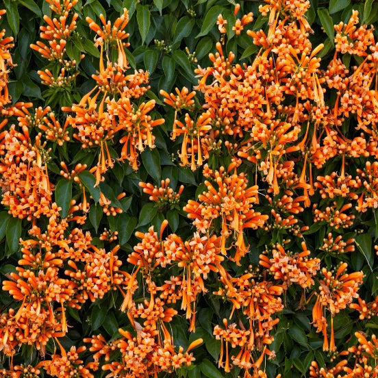 Buy Pyrotegia Venusta - Plant Online at Lalitenterprise