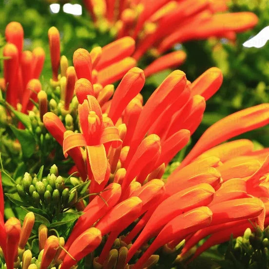 Buy Trumpet Vine (Pyrotegia Venusta) - Plant Online at Lalitenterprise