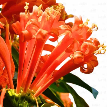 Buy Trumpet Vine (Pyrotegia Venusta) - Plant Online at Lalitenterprise