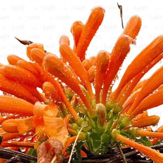 Buy Trumpet Vine - Plant Online at Lalitenterprise