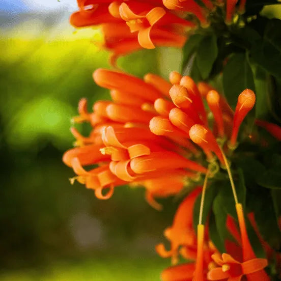 Buy Campsis Radicans - Plant Online at Lalitenterprise