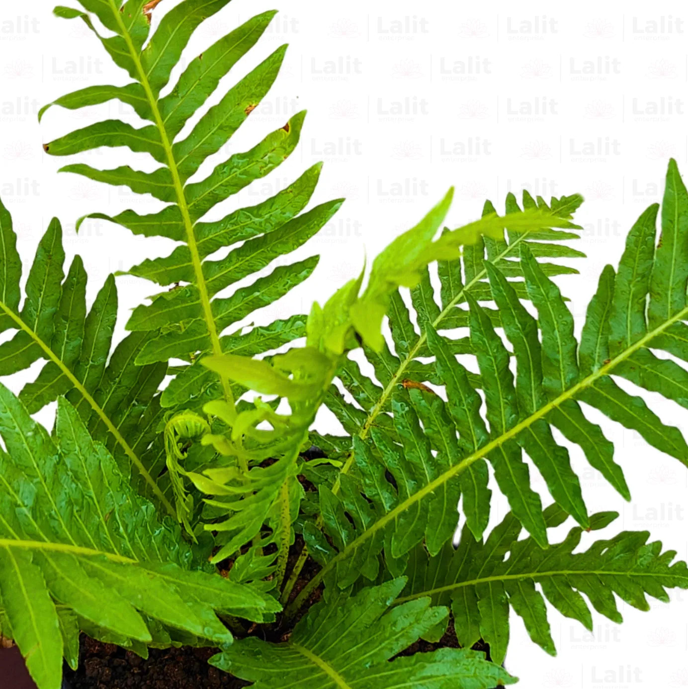 Buy Cyatheales Fern - Plant Online at Lalitenterprise