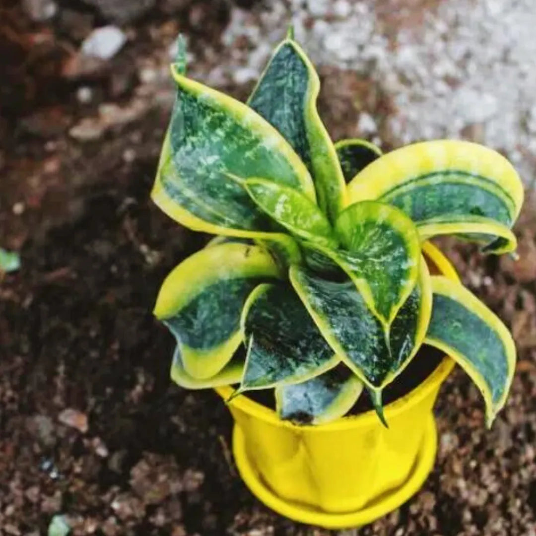 Buy Twisted Snake Plant | 'Tornado' Sansevieria Trifasciata Online at Lalitenterprise