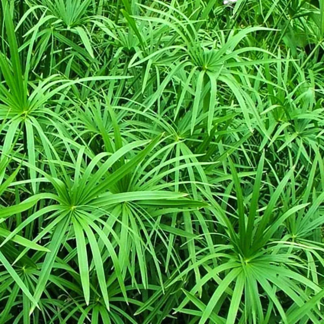 umbrella palm plants for sale Umbrella Palm (Cyperus Alternifolius)
