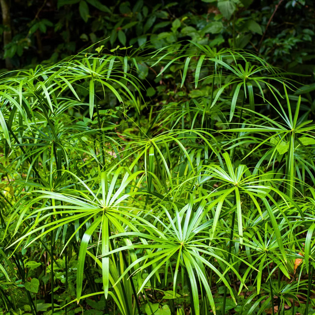 Buy Cyperus Alternifolius - Plant Online at Lalitenterprise