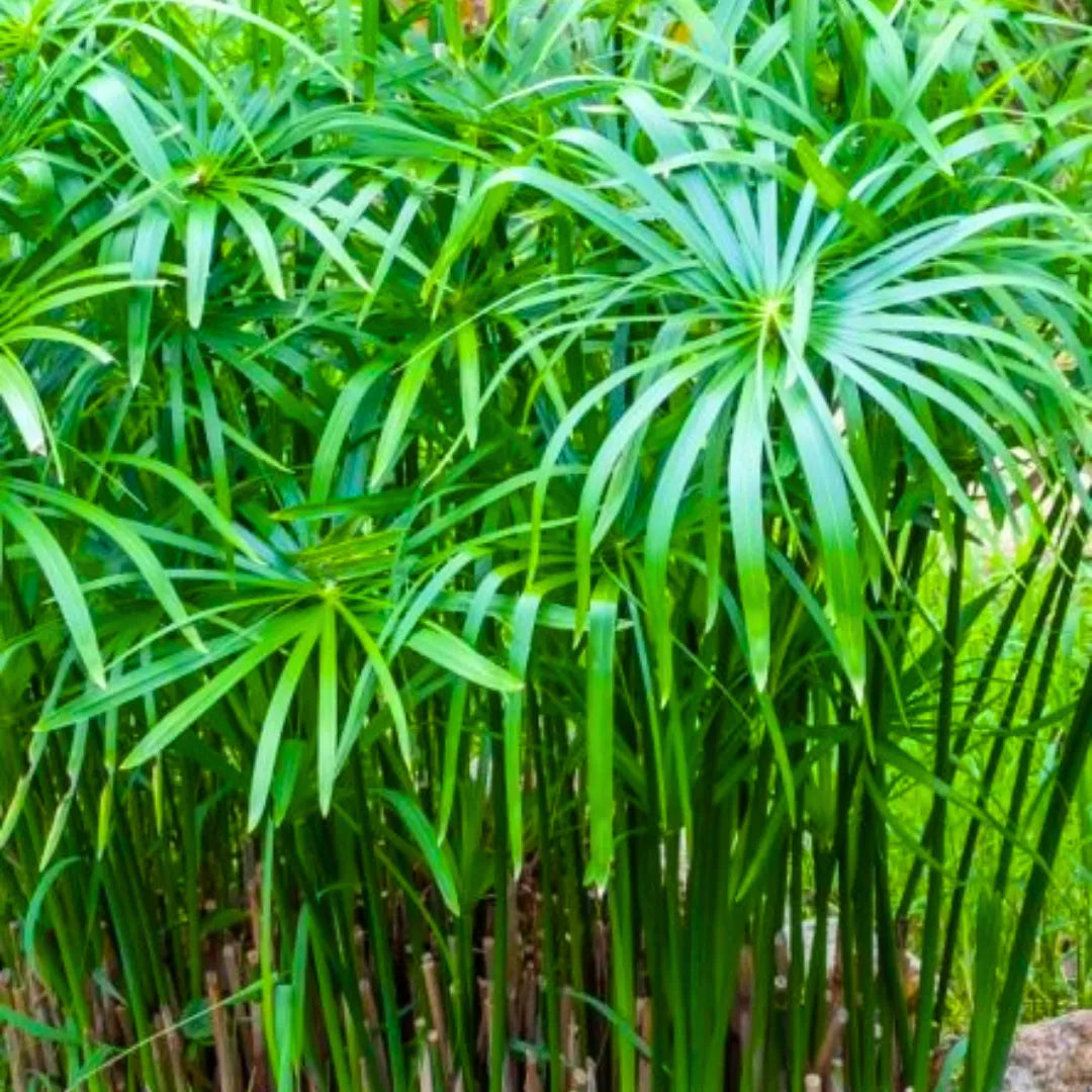 Buy Umbrella Palm (Cyperus Alternifolius) - Plant Online at Lalitenterprise