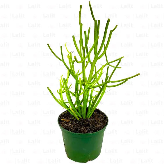 Buy Euphorbia Tirucalli - Plant Online at Lalitenterprise