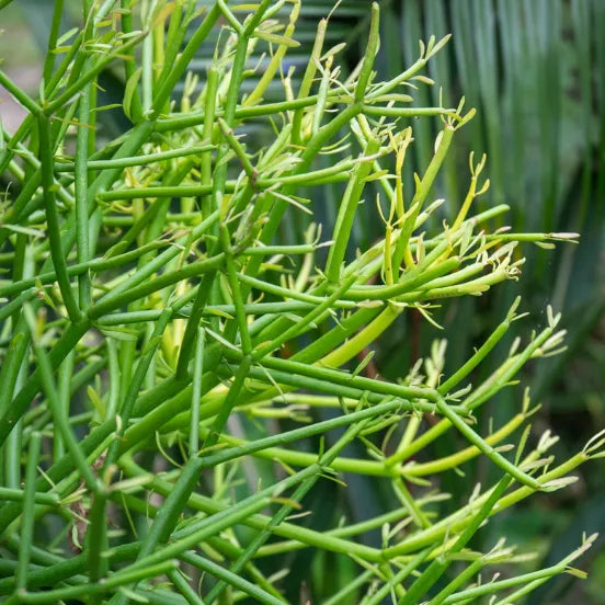 Buy Pencil Cactus (Euphorbia Tirucalli) - Plant Online at Lalitenterprise