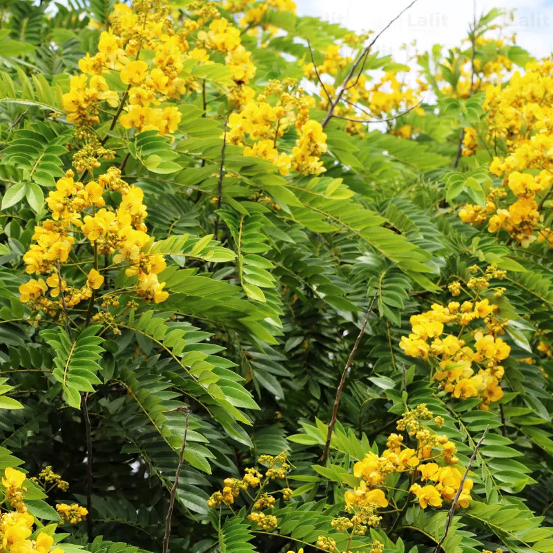 Buy Yellow Flametree, Yellow-Flamboyant - Plant Online at Lalitenterprise