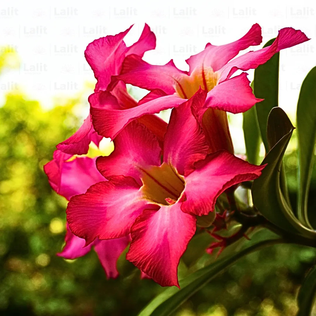 Buy Desert Rose - Plant Online at Lalitenterprise