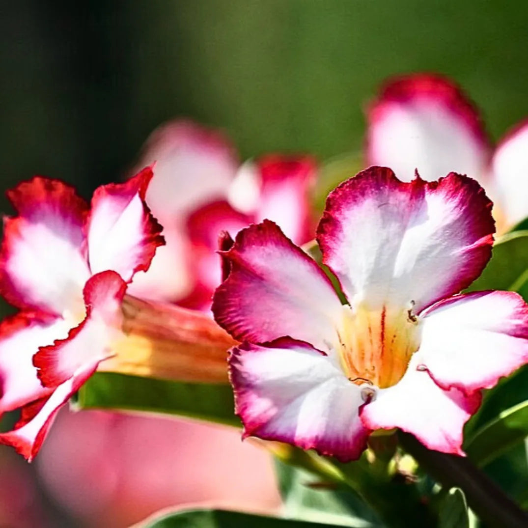 Buy Adenium Obesum - Plant Online at Lalitenterprise