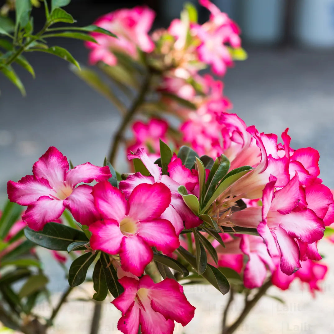 Buy Adenium Obesum (Desert Rose) - Plant Online at Lalitenterprise