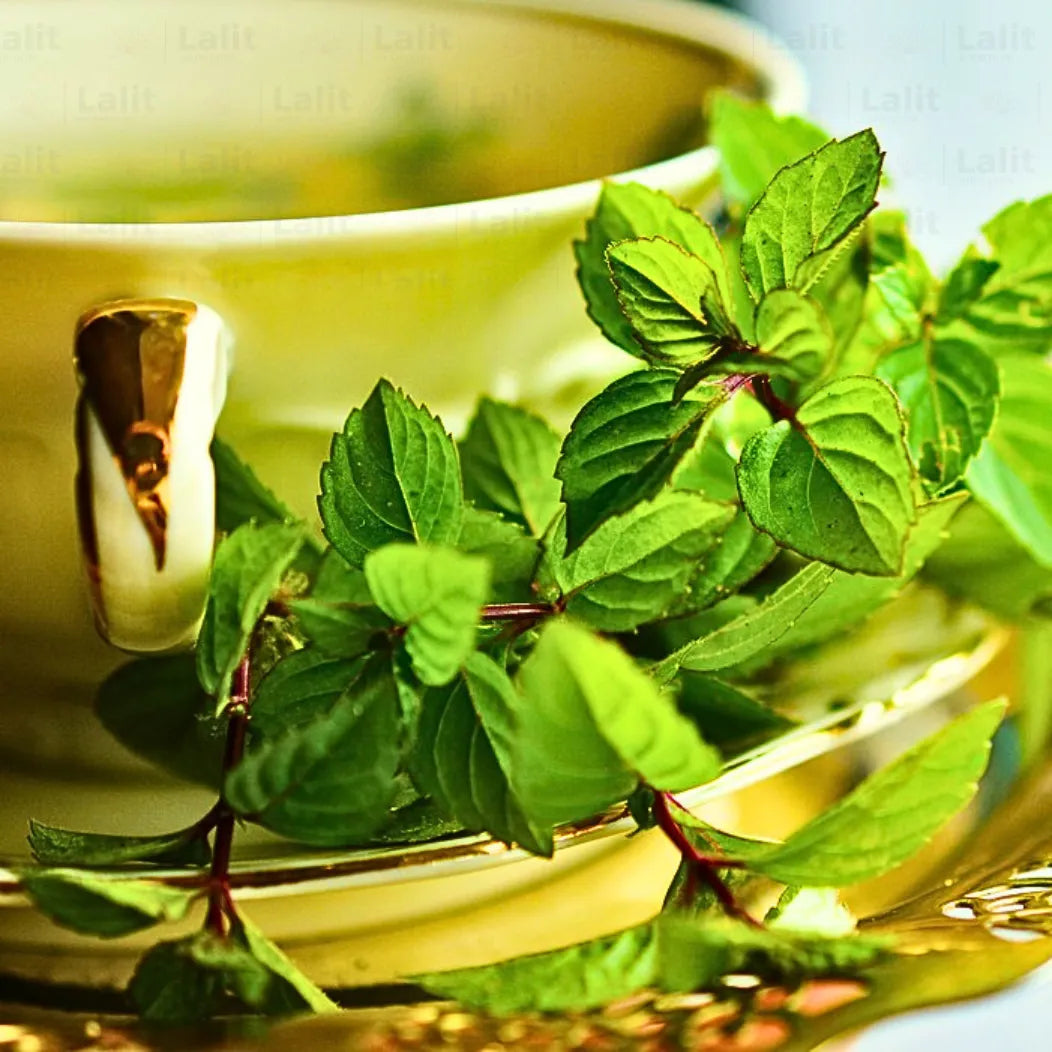 Buy Mentha Piperita - Plant Online at Lalitenterprise