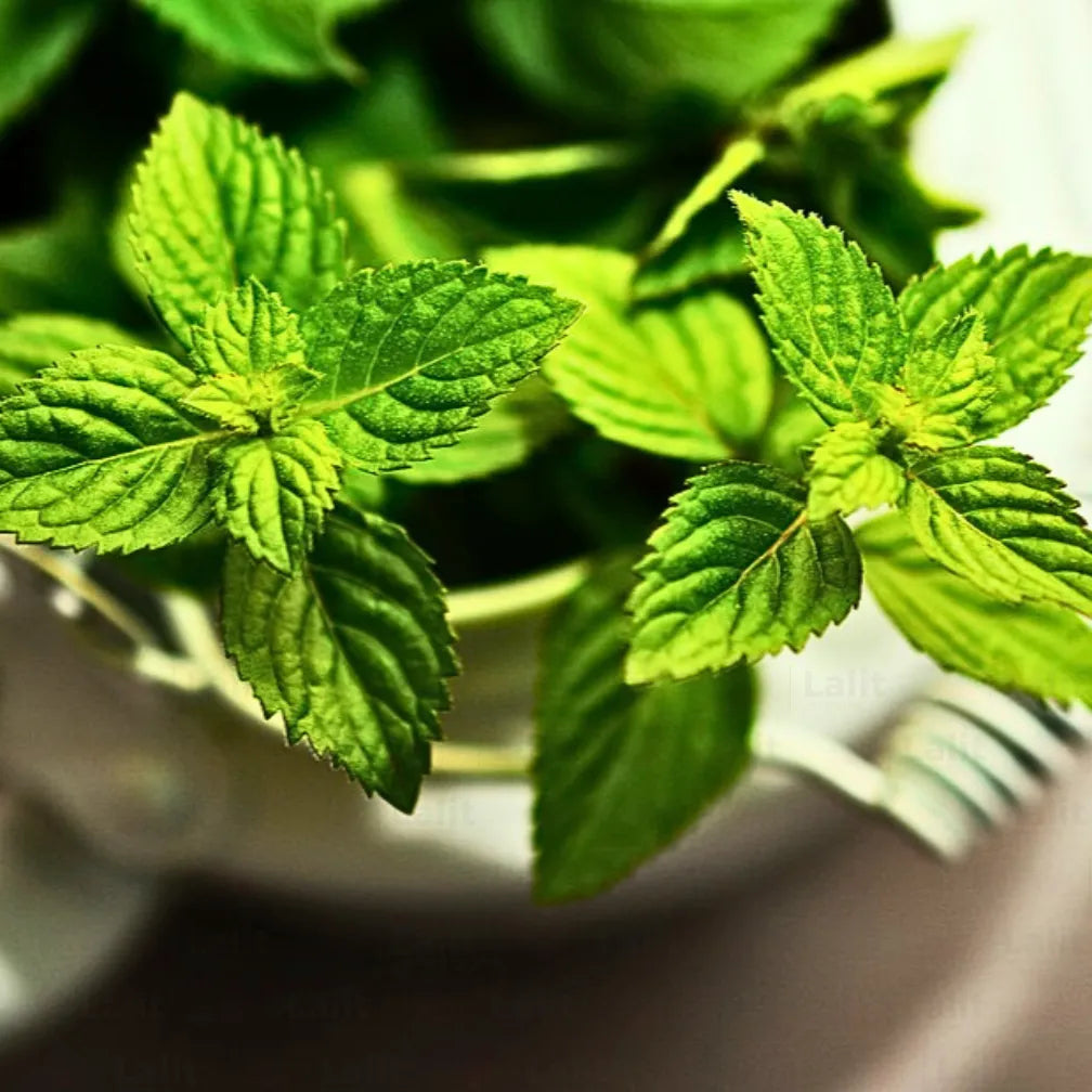 Buy Mint - Plant Online at Lalitenterprise