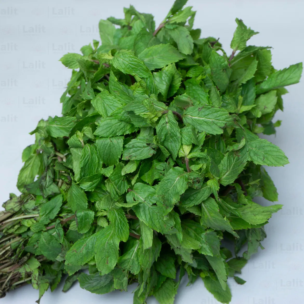 Buy Mint - Plant Online at Lalitenterprise