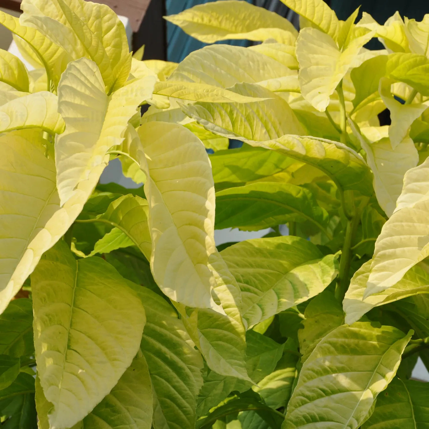 Pisonia Alba Golden "Birdcatcher" - Plant