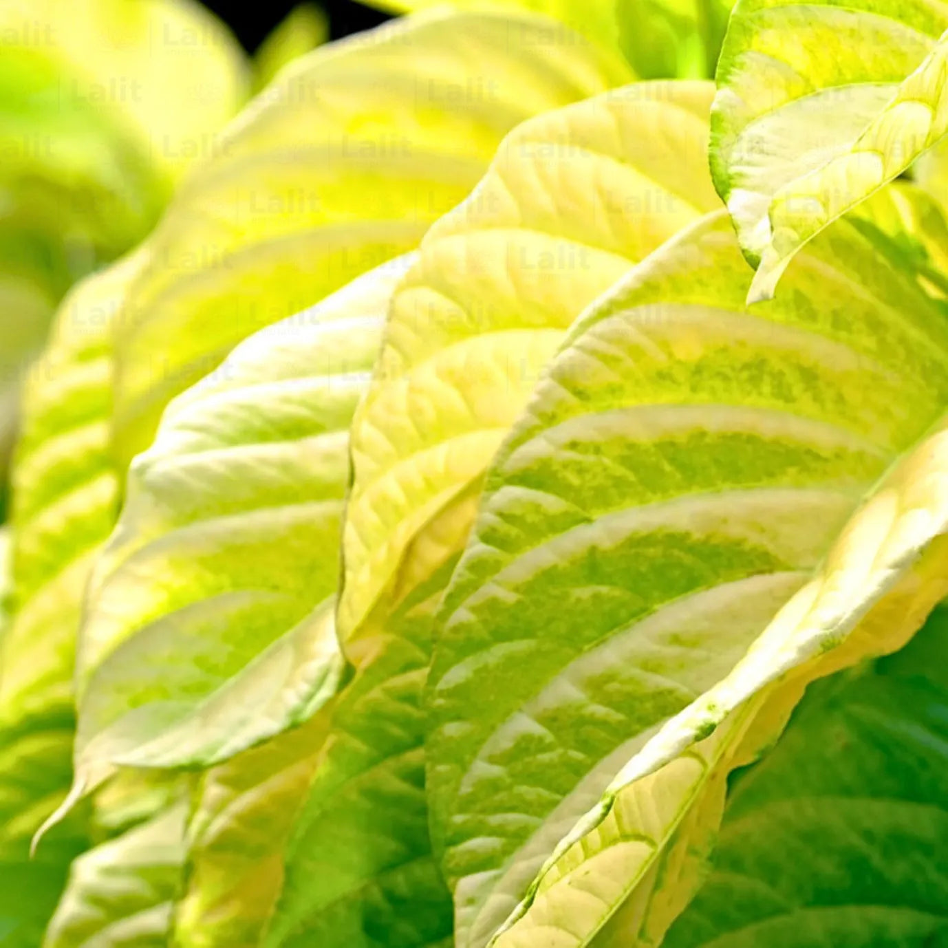 Pisonia Alba Golden "Birdcatcher" - Plant