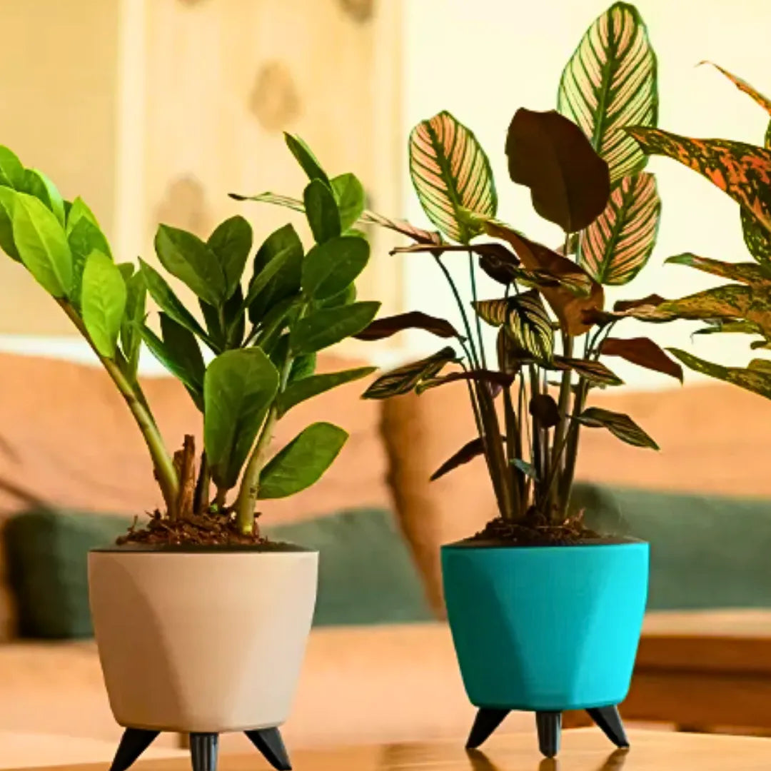Buy Harshdeep Premium Lagos - Planter Online at Lalitenterprise