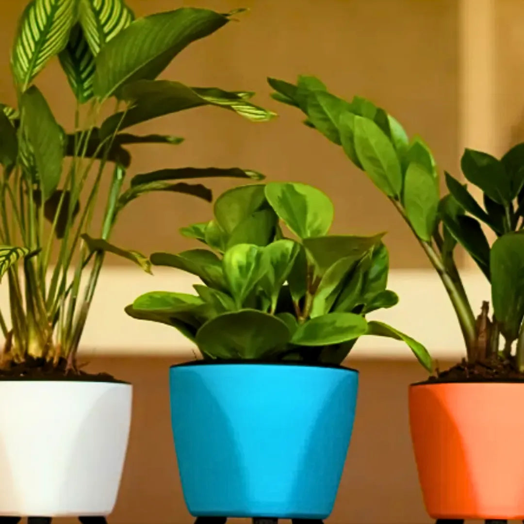 Buy Harshdeep Premium Lagos - Planter Online at Lalitenterprise