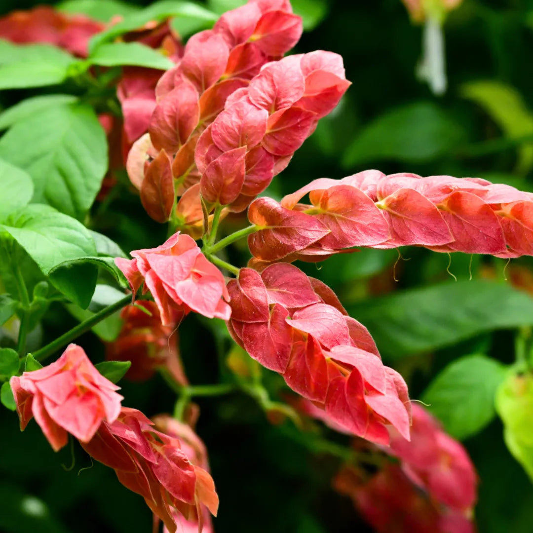 Buy "Shrimp Plant" - Plant Online at Lalitenterprise