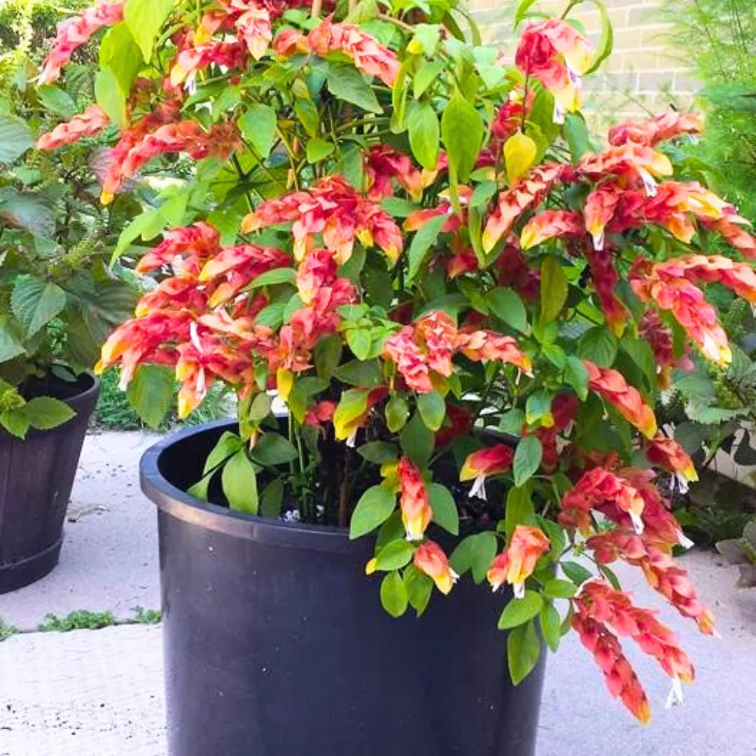 shrimp plants in pots Beloperone Guttata "Shrimp Plant" (Justicia Brandegeeana)