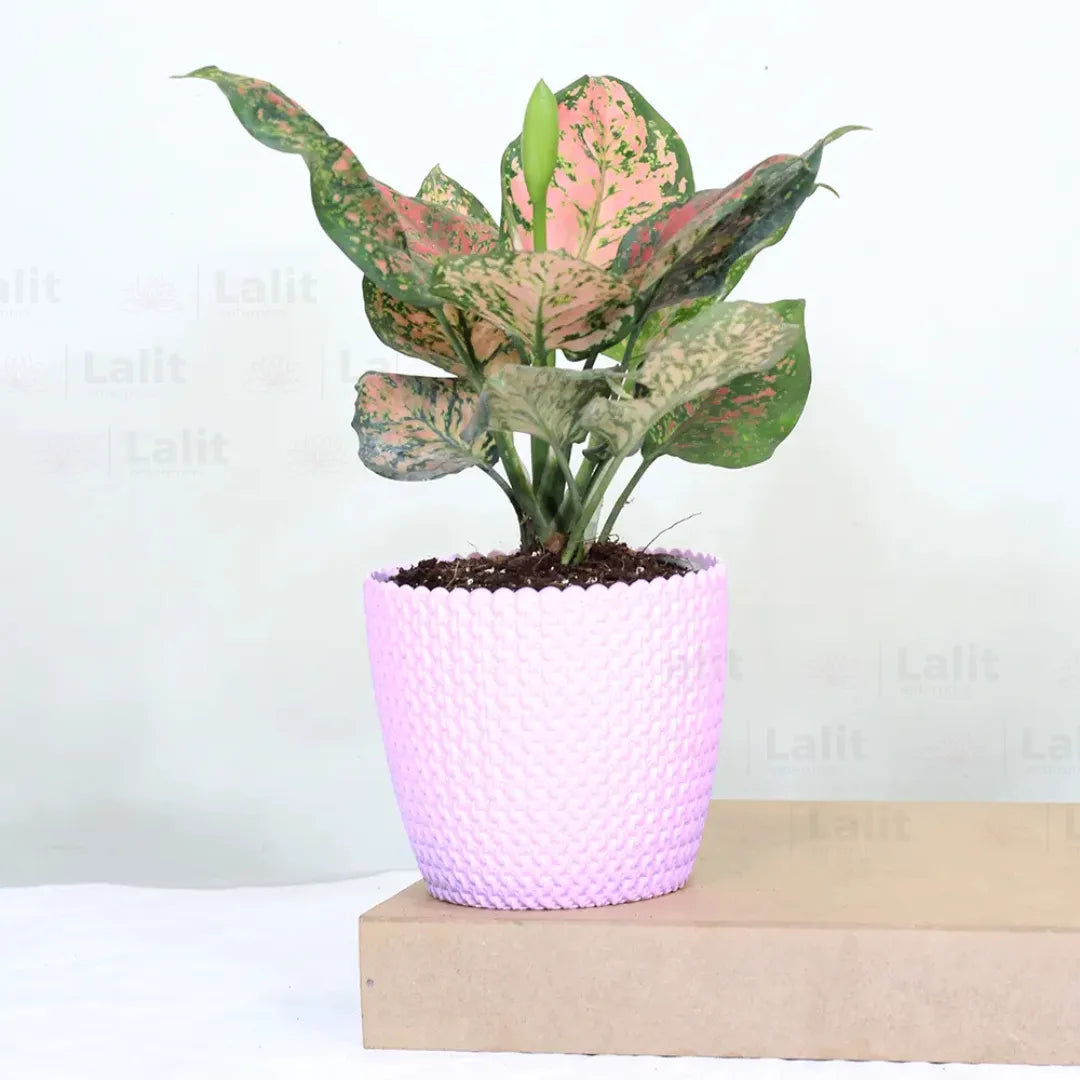 Buy Aglaonema 'Pink Beauty' - Plant Online at Lalitenterprise