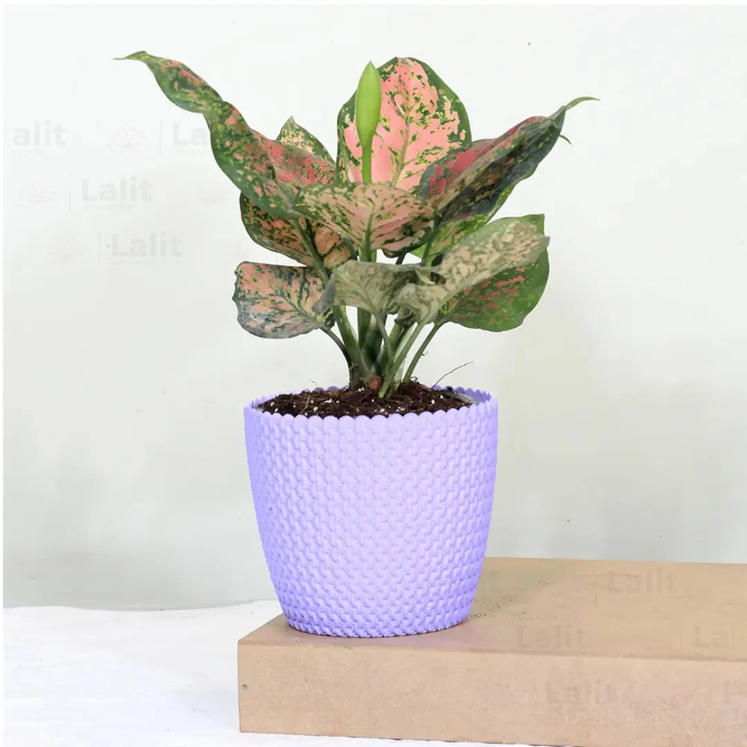 Buy Aglaonema 'Pink Beauty' - Plant Online at Lalitenterprise