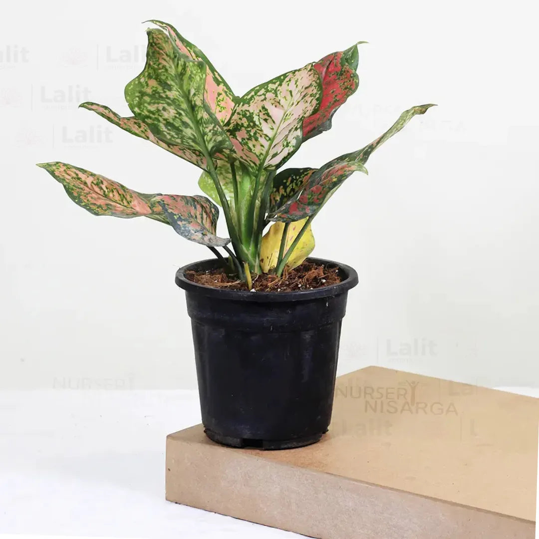 Buy Aglaonema 'Pink Beauty' - Plant Online at Lalitenterprise