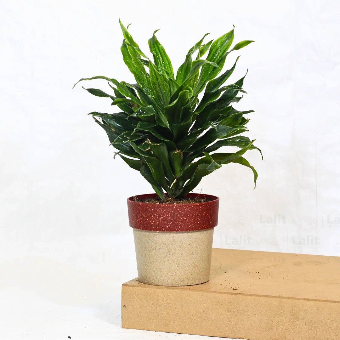 Buy Dracaena Compacta (Dracaena Deremensis) – Plant Online at Lalitenterprise