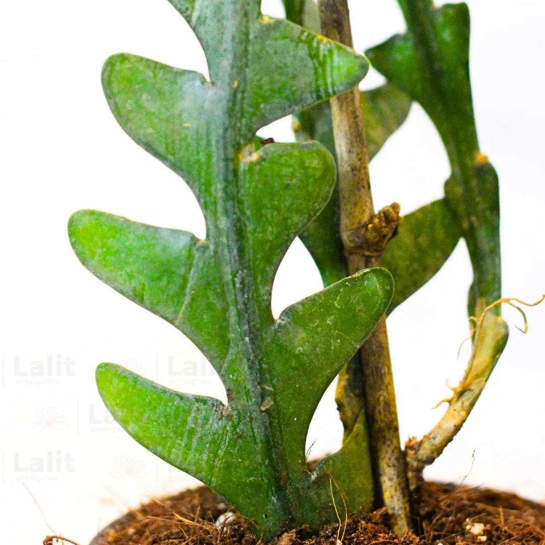 Buy Fishbone Cactus (Epiphyllum Anguliger) - Plant Online at Lalitenterprise