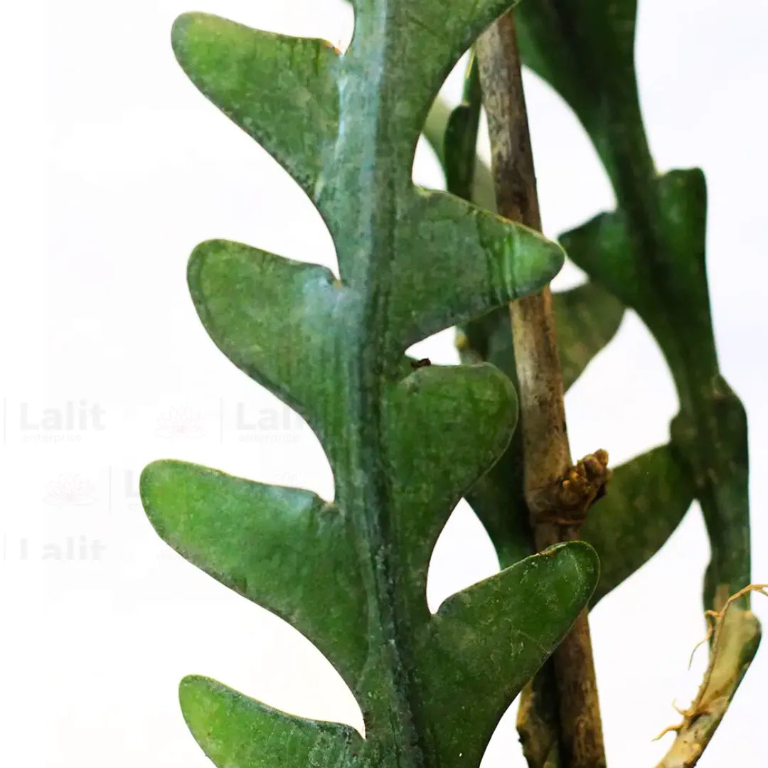 Buy Fishbone Cactus (Epiphyllum Anguliger) - Plant Online at Lalitenterprise