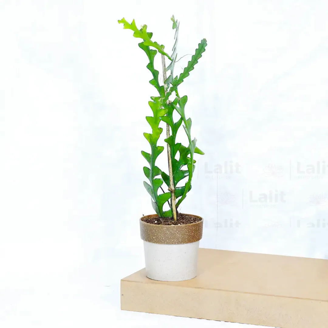 Buy Fishbone Cactus (Epiphyllum Anguliger) - Plant Online at Lalitenterprise