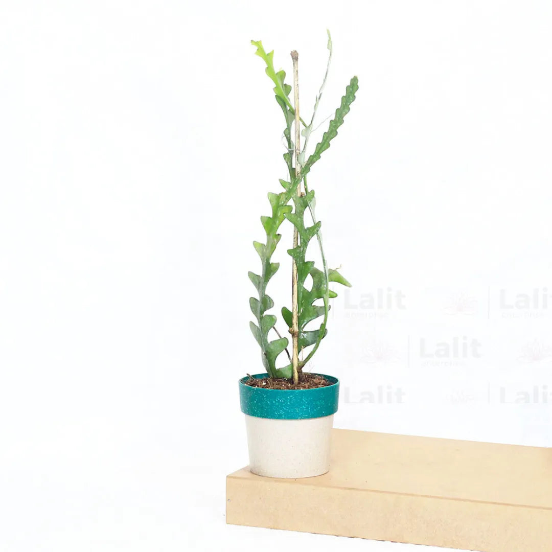 Buy Fishbone Cactus (Epiphyllum Anguliger) - Plant Online at Lalitenterprise