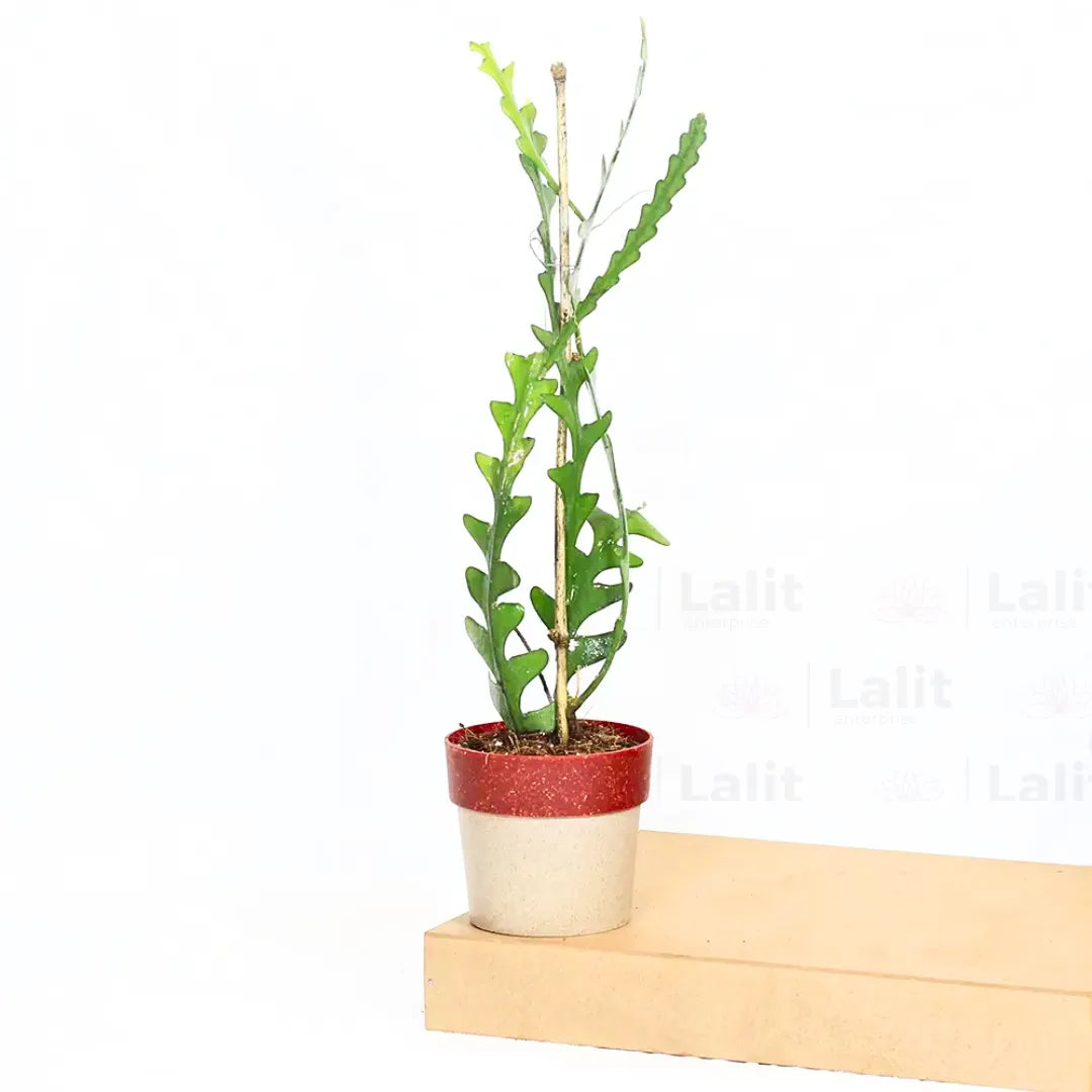 Buy Fishbone Cactus (Epiphyllum Anguliger) - Plant Online at Lalitenterprise