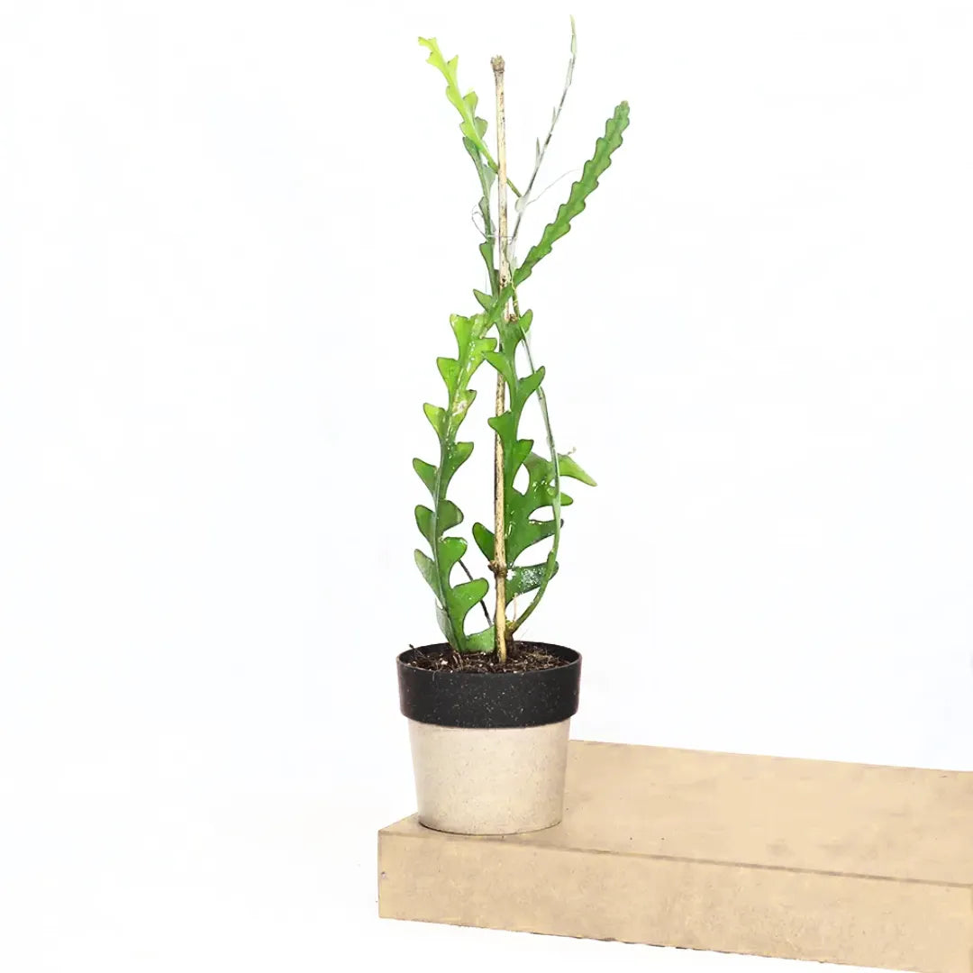 Buy Fishbone Cactus (Epiphyllum Anguliger) - Plant Online at Lalitenterprise