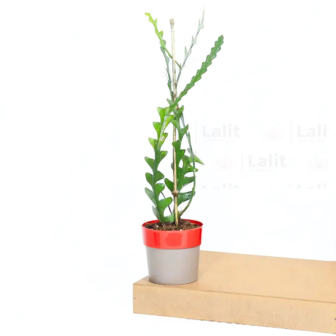 Buy Fishbone Cactus (Epiphyllum Anguliger) - Plant Online at Lalitenterprise