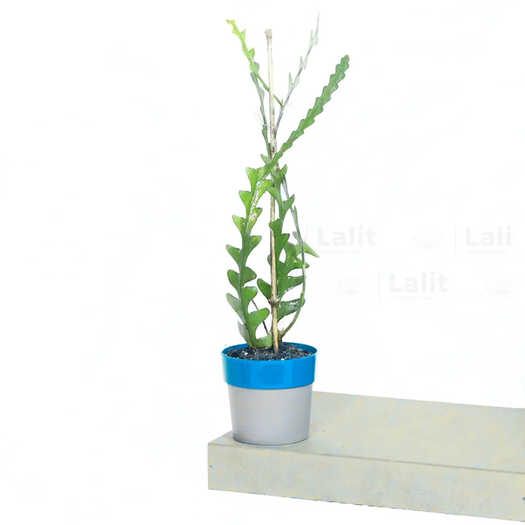 Buy Fishbone Cactus (Epiphyllum Anguliger) - Plant Online at Lalitenterprise