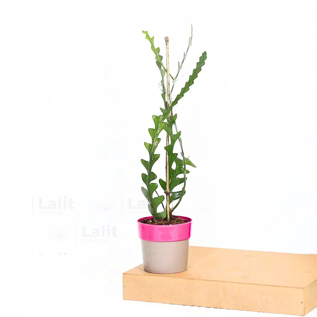Buy Fishbone Cactus (Epiphyllum Anguliger) - Plant Online at Lalitenterprise