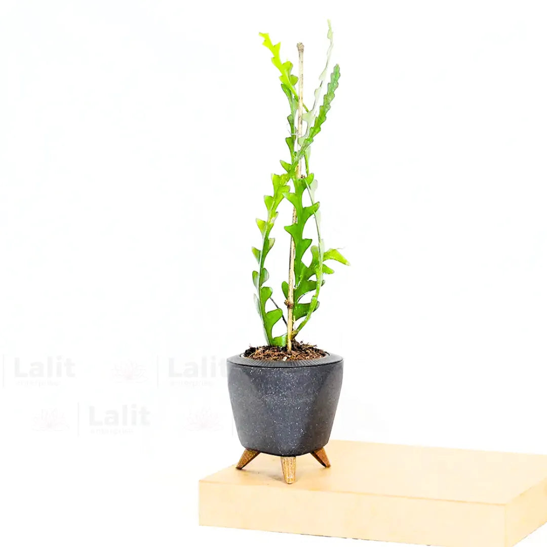 Buy Fishbone Cactus (Epiphyllum Anguliger) - Plant Online at Lalitenterprise