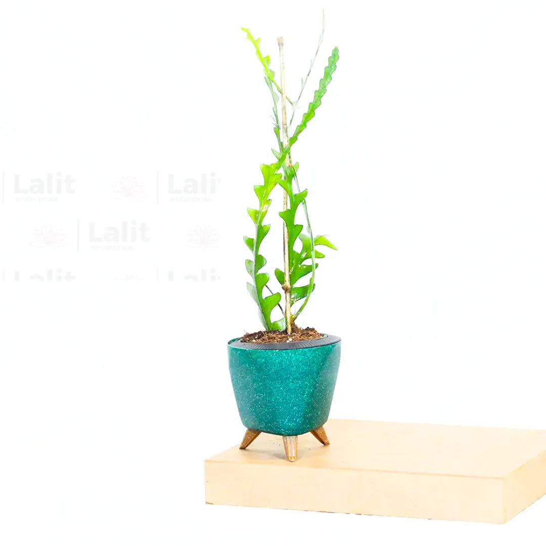 Buy Fishbone Cactus (Epiphyllum Anguliger) - Plant Online at Lalitenterprise