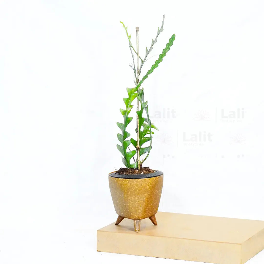 Buy Fishbone Cactus (Epiphyllum Anguliger) - Plant Online at Lalitenterprise