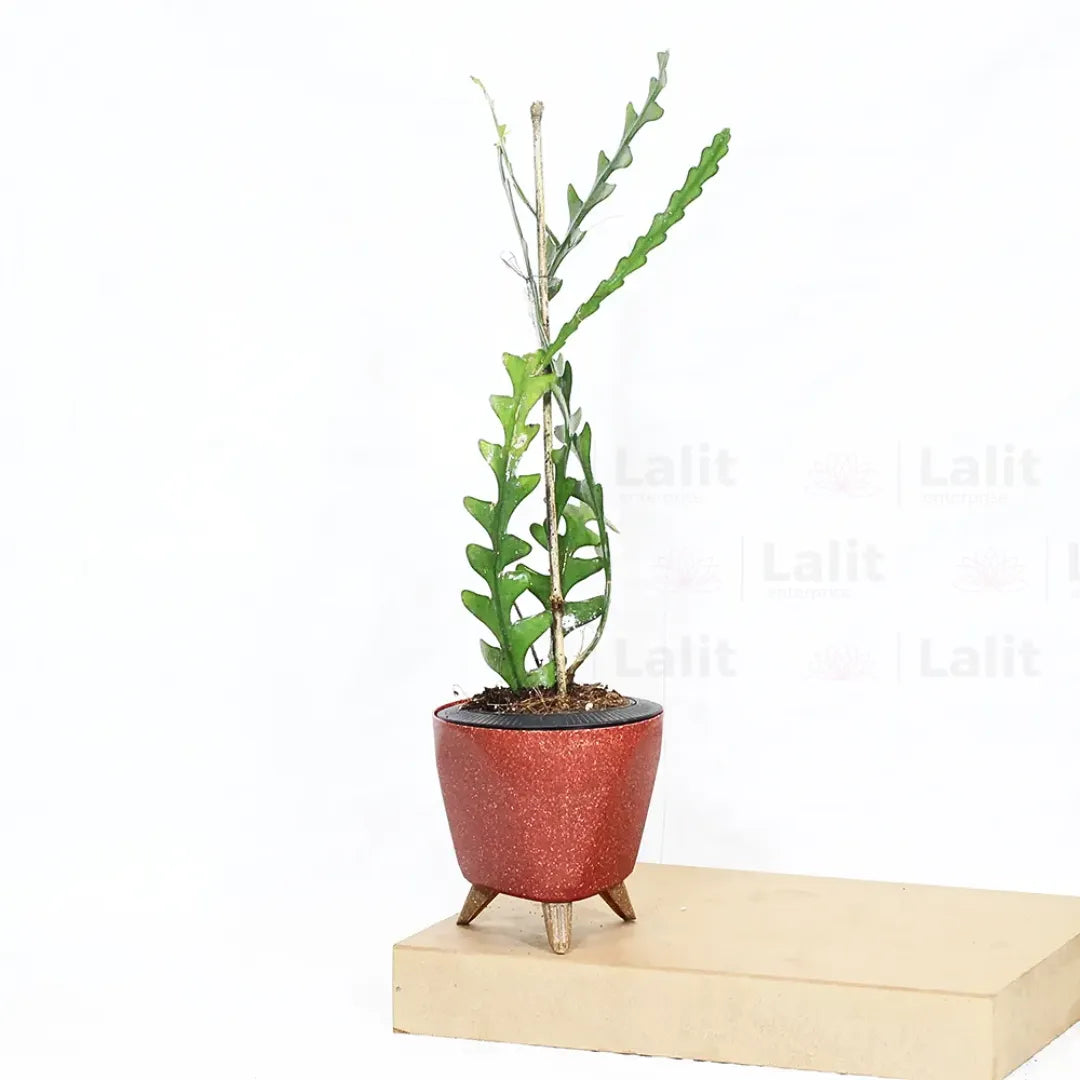 Buy Fishbone Cactus (Epiphyllum Anguliger) - Plant Online at Lalitenterprise