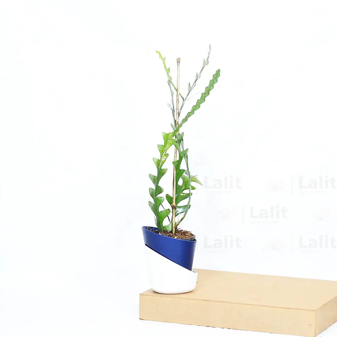 Buy Fishbone Cactus (Epiphyllum Anguliger) - Plant Online at Lalitenterprise