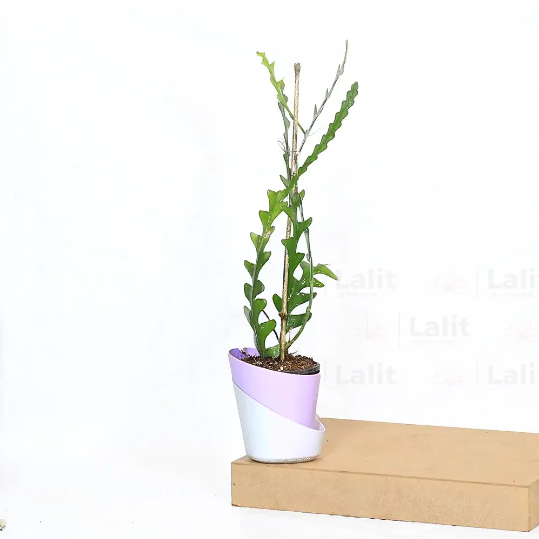 Buy Fishbone Cactus (Epiphyllum Anguliger) - Plant Online at Lalitenterprise