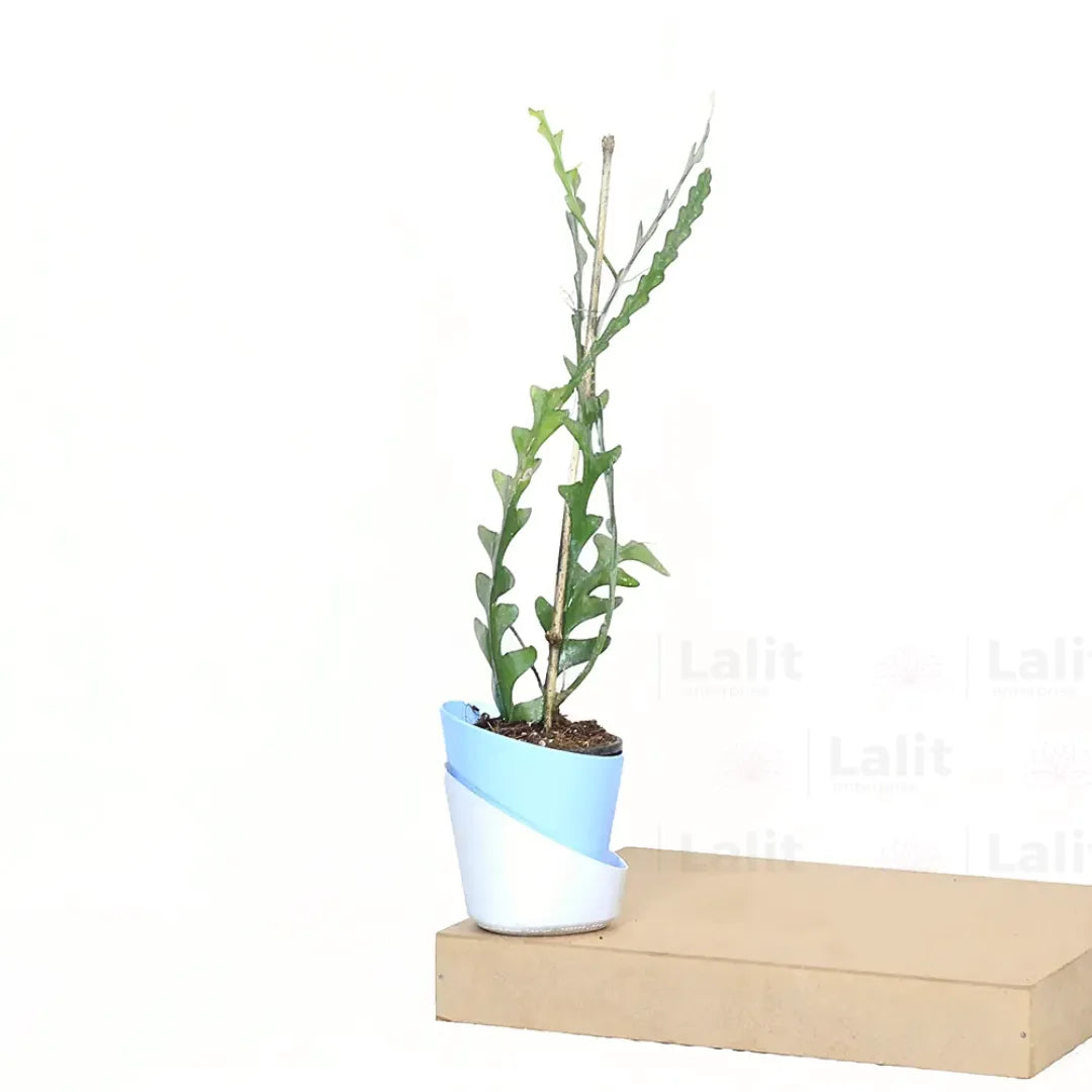 Buy Fishbone Cactus (Epiphyllum Anguliger) - Plant Online at Lalitenterprise