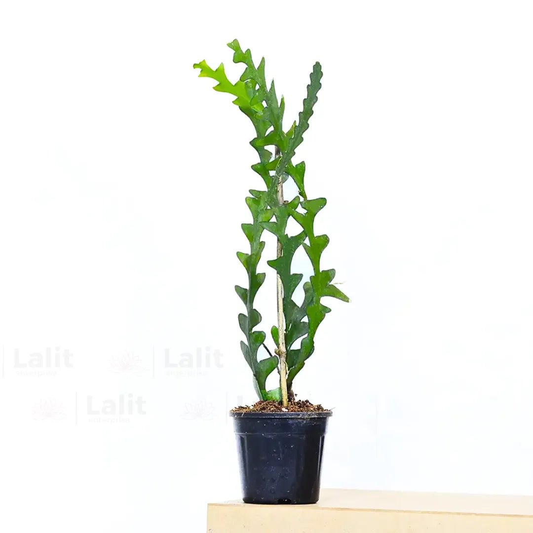 Buy Fishbone Cactus (Epiphyllum Anguliger) - Plant Online at Lalitenterprise