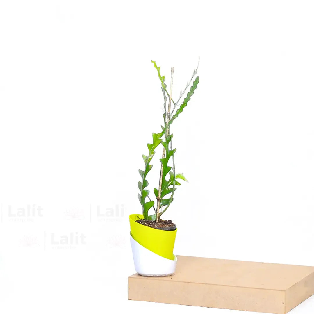 Buy Fishbone Cactus (Epiphyllum Anguliger) - Plant Online at Lalitenterprise